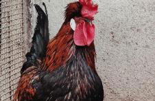 Camera a Catanzaro in villa relax ""oasi verde"" - Foto 47