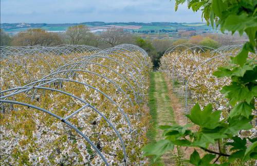 Cherry Lodge - Foto 63