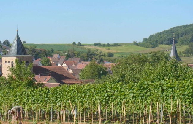 Pfaelzerleben - Foto 13