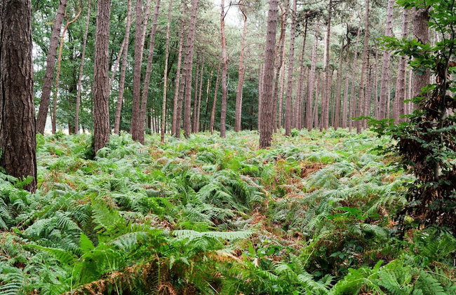 Cottage in Schijf With Garden - Foto 35