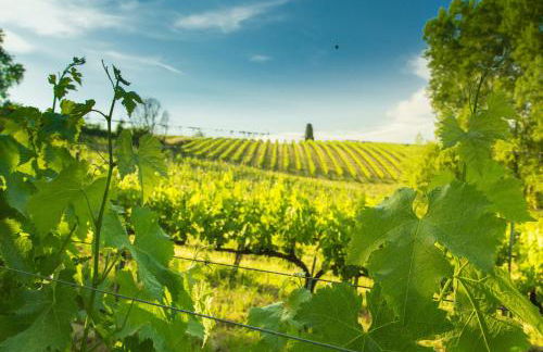 Fattoria Di Pancole - Foto 74