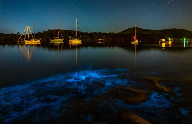 Tour del plancton bioluminescente in kayak ad Auckland - Foto 3