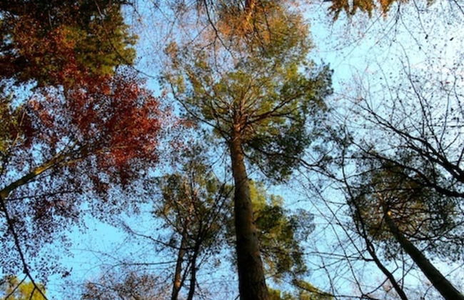 Sazava River Cottage With Boating Experience - Foto 23