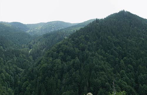 Haus am Wald - Foto 9