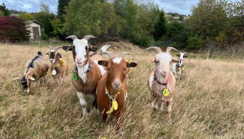 Die Waldstube - Foto 3