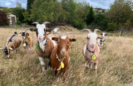 Die Waldstube - Foto 3