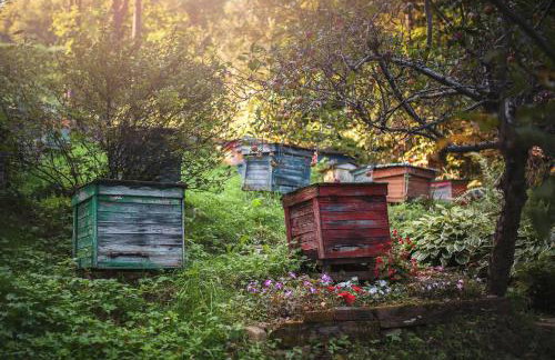 Pasieka - Dom Wypoczynkowy - Foto 46