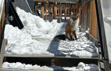 Modern A-Frame - Mountain Views - Evergreen - Foto 42