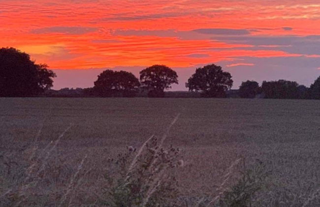 Starry Meadow - Foto 18