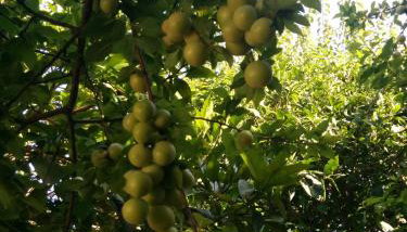 Varagoulis Giannis & Lenas Apartments - Foto 5, Garden