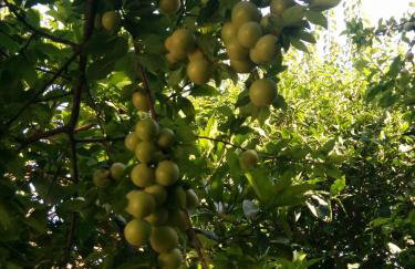 Varagoulis Giannis & Lenas Apartments - Foto 5