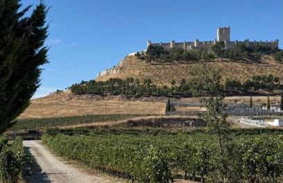 FINCA ENTREVIÑEDOS de Bodegas Marcos - Foto 11