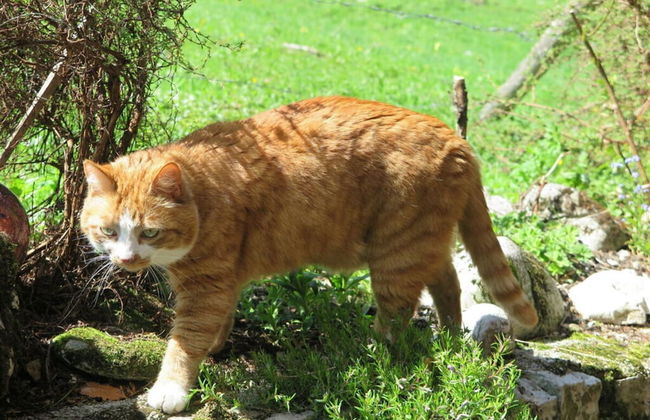 Nagelsmederij in het Huis Waldwinkel - Foto 14