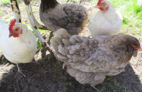 Ponderosa-Hütte im Wald - Foto 16