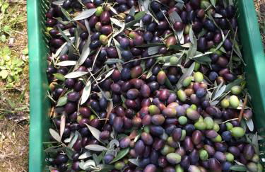 Casa RODA - Photo 68