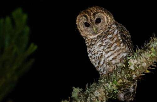 Vale Mandaçaia - Foto 62