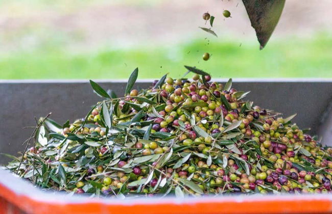 Visite du moulin à huile Hejul avec dégustation - Photo 1