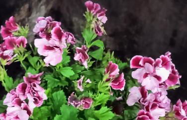 La Casa de la Plaza - Foto 9