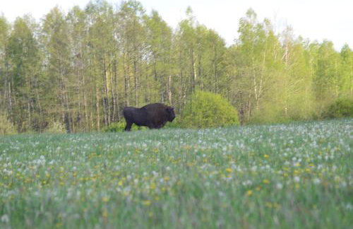 Ciche Podlasie - Foto 17