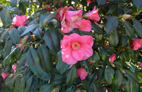 L'Orée des Prés - Gîte familial - 4 étoiles - 8 personnes - Foto 33