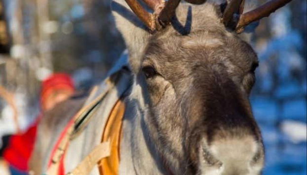 Una renna a Ylläsjärvi