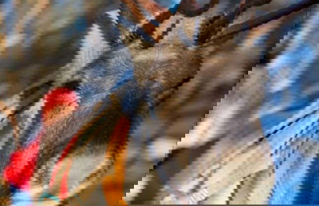 Ylläs Reindeer Sleigh Ride - Foto 4