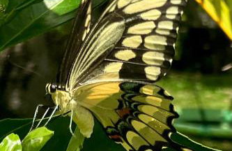 Miami Pool Cottage, tropical garden paradise - Foto 82