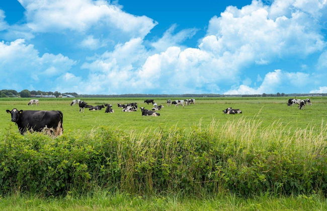 Luxury Chalet in Stegeren, Beautiful Surroundings - Photo 40