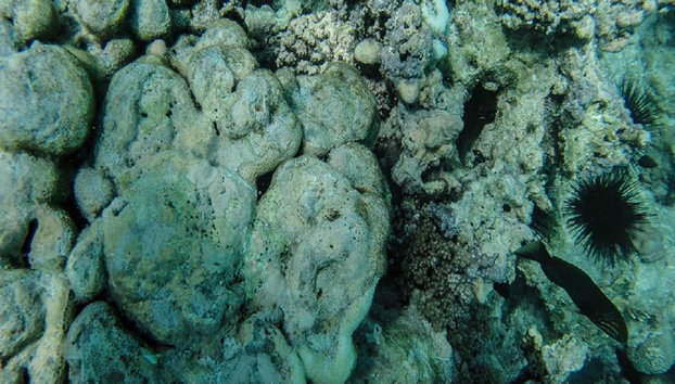 Escursione all'Isola di Mnemba - Foto 4
