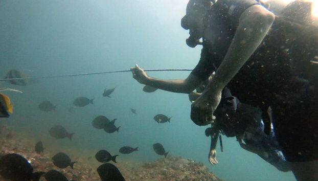 Plongée d'une journée à Unawatuna