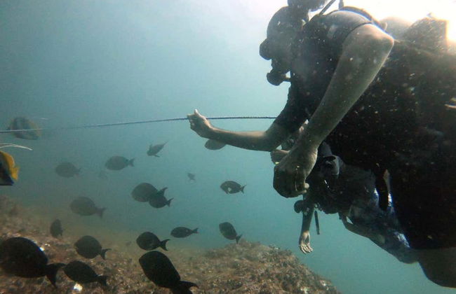 Scuba Diving in Unawatuna - Foto 4