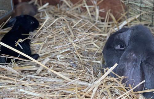 Agro na Wapniarni - Foto 21