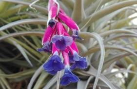 Finca Patio Canario - Foto 44