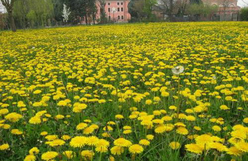 Pet-Friendly Nature Escape - Foto 40