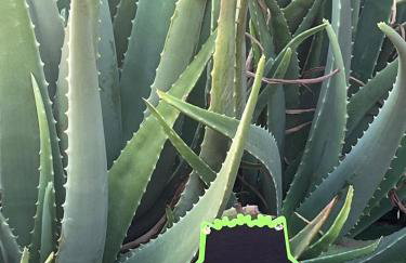 CASA GRANDE FINCA EL CALABRES - Foto 50