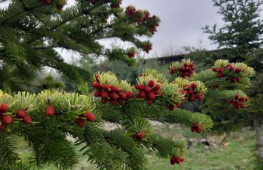 CHALET Σπιτι στο βουνο - Foto 29