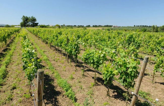 Agriturismo I Vigneti - Foto 28