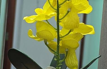 Bernardini House - Foto 17