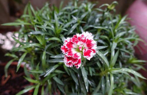 Casa Vacanze Malvarosa - Foto 49