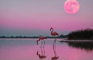 Appartement Neuf 4 étoiles - Sunset Lodge, Narbonne Plage - Photo 32