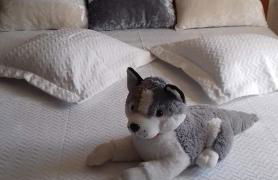 O Cantinho das Lages - Foto 23