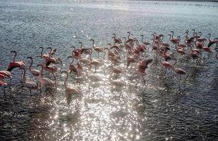 Flamingo View Suites & Villas - Photo 46