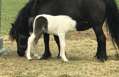 Gîtes Belle Vue - Photo 37