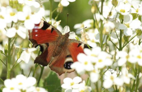 Siedlisko Szwałk - Foto 23