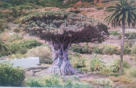Tradicional Casa Canaria con piscina y vistas al Teide - Foto 59