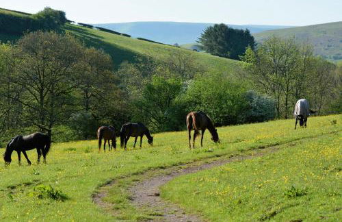 Snug Oak Hut with a view on a Welsh Hill Farm - Photo 19