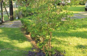 Lar Doce Lar Toque Toque Grande - Foto 56