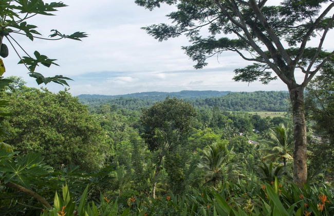 08 Acre Private Tea Estate Close To Galle - Photo 34