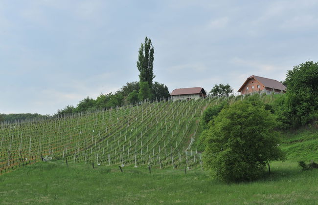 Vineyard Cottage Keglic - Foto 11