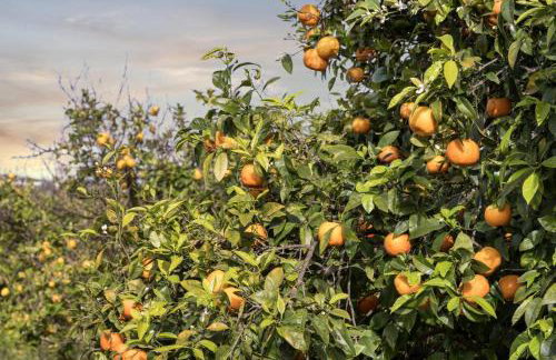 Finca RÚSTICA FELOSTAL Son Soleclau with Sauna & Pool - Foto 9